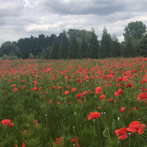 Meet your Posher, Emma